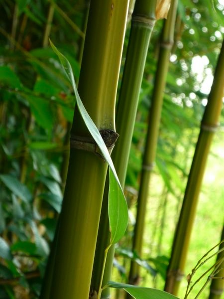 bamboo