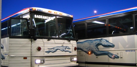 greyhound buses