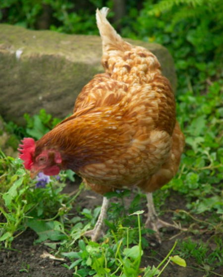 hen