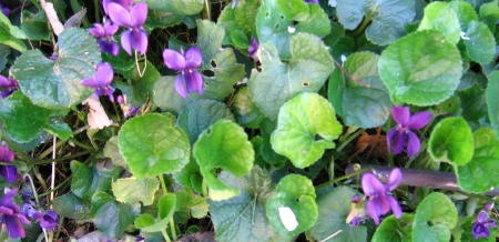 violets